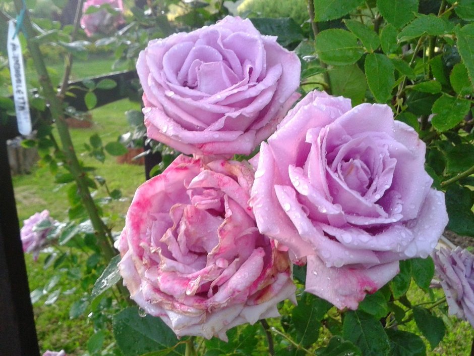 Индиголетта роза плетистая