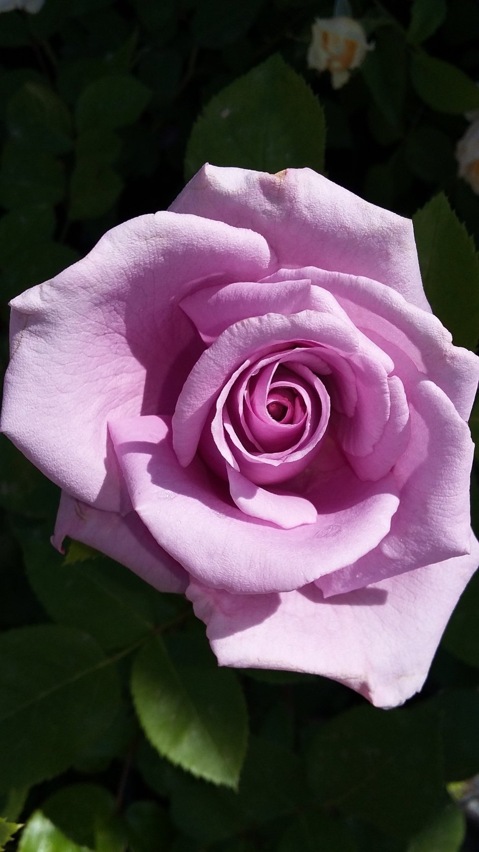 Сиреневая плетистая роза Индиголетта