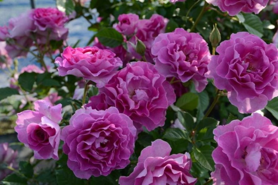 Роза плетистая Виолет
