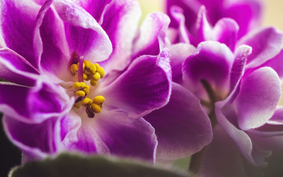 Лепесток цветка фиалки