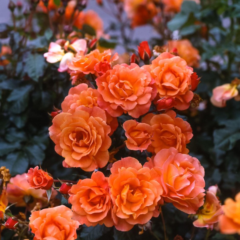 Вестерленд Westerland плетистая роза
