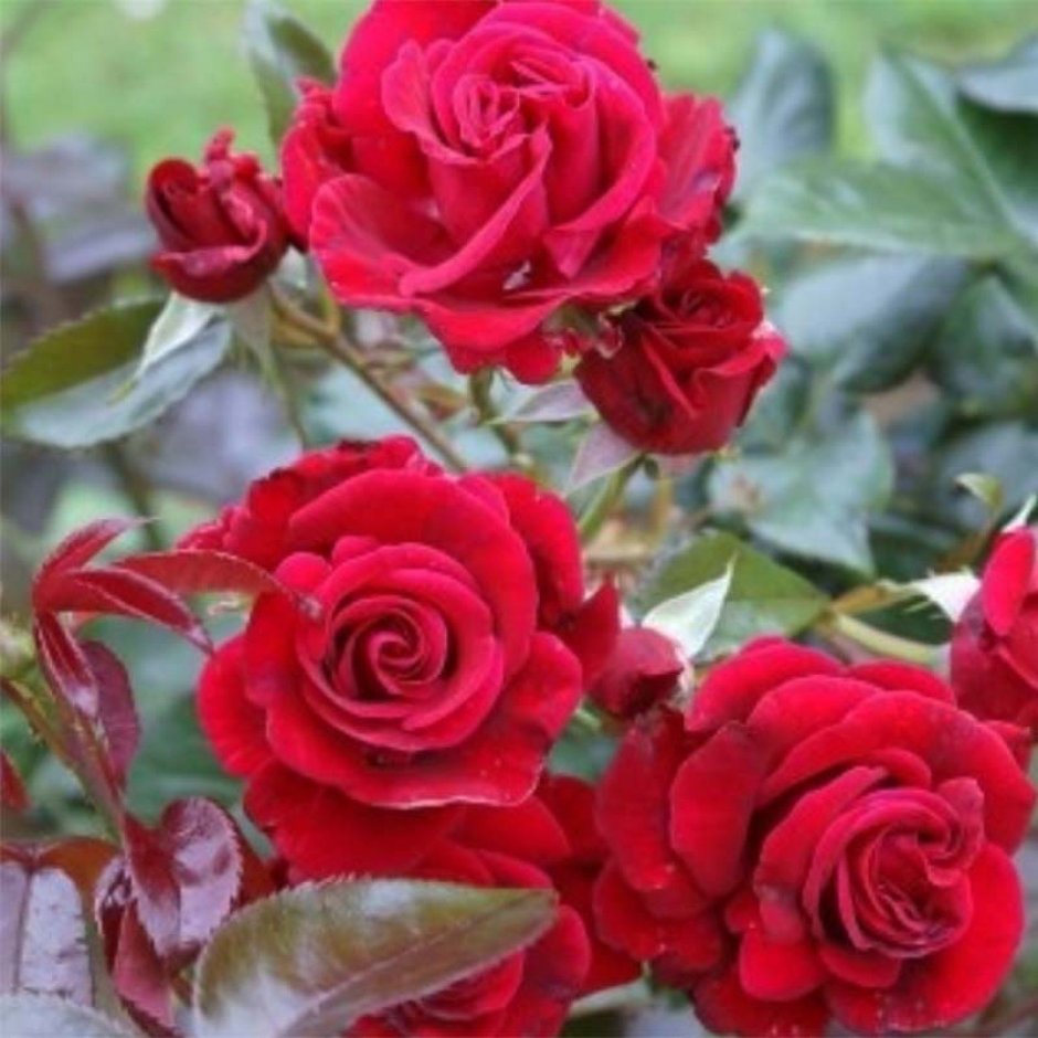 Роза Гримпан Rose