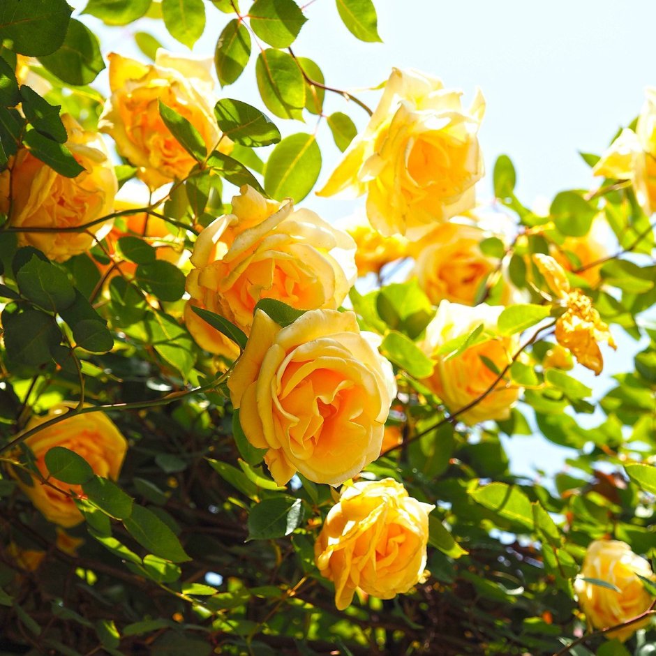 Кустарниковая желтая роза