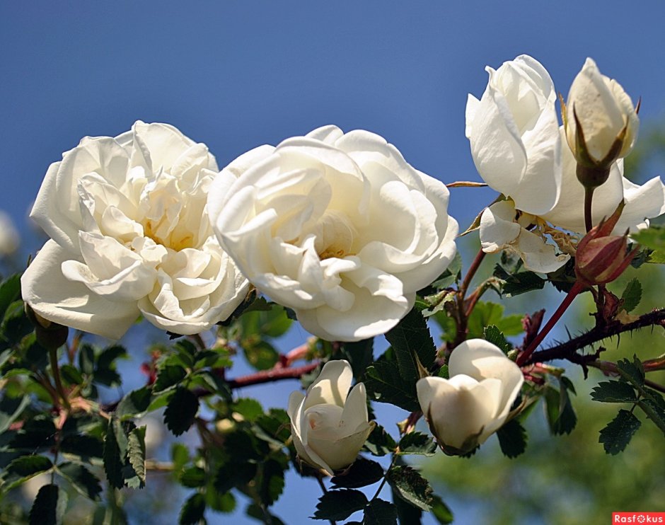 Роза белая Шиповниковая