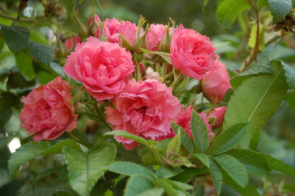 Pink Grootendorst роза