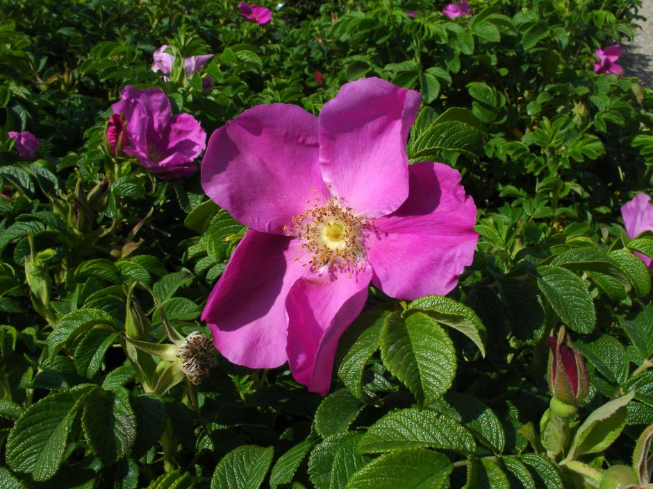 Роза морщинистая Rosa rugosa