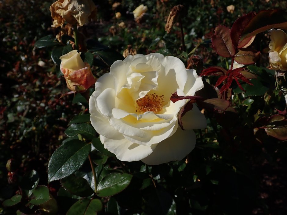 Роза ля Нина