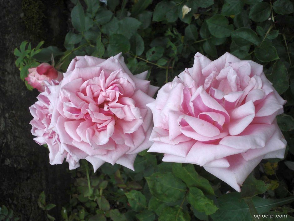Роза ла Франсе
