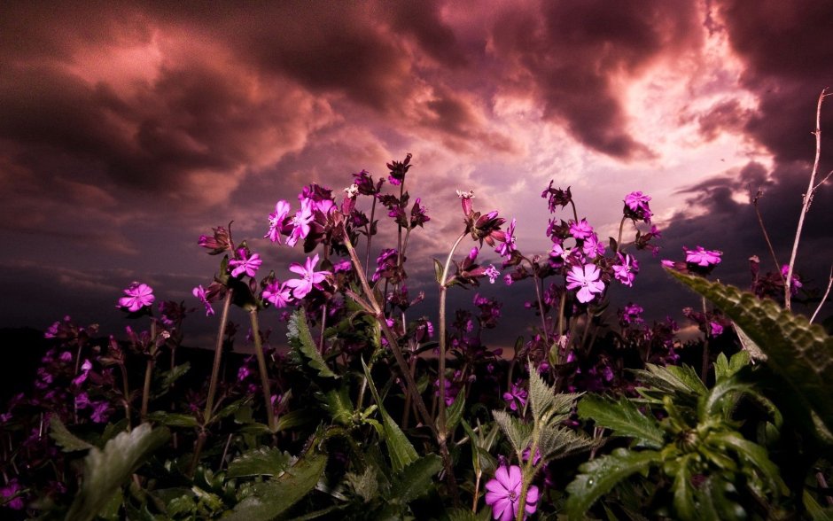 Фиолетовые Дикие цветы