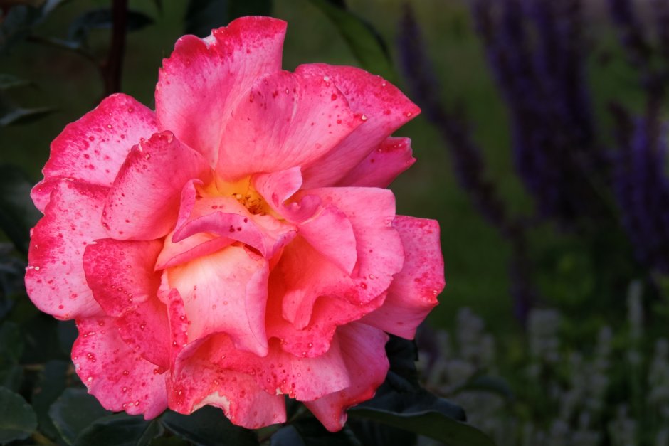 Роза фламенко флорибунда