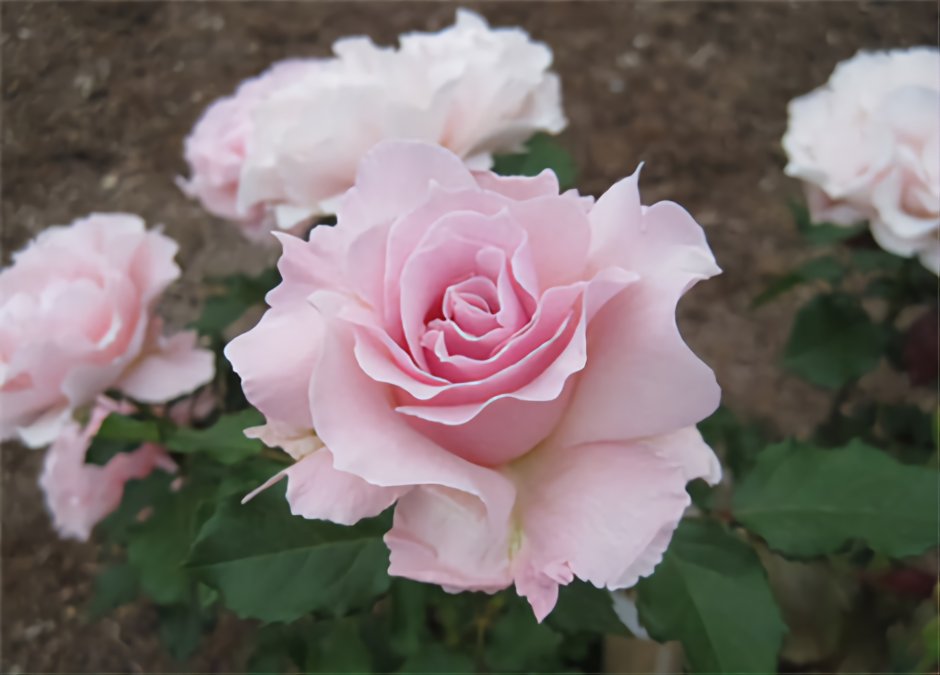Японская роза ла Мария