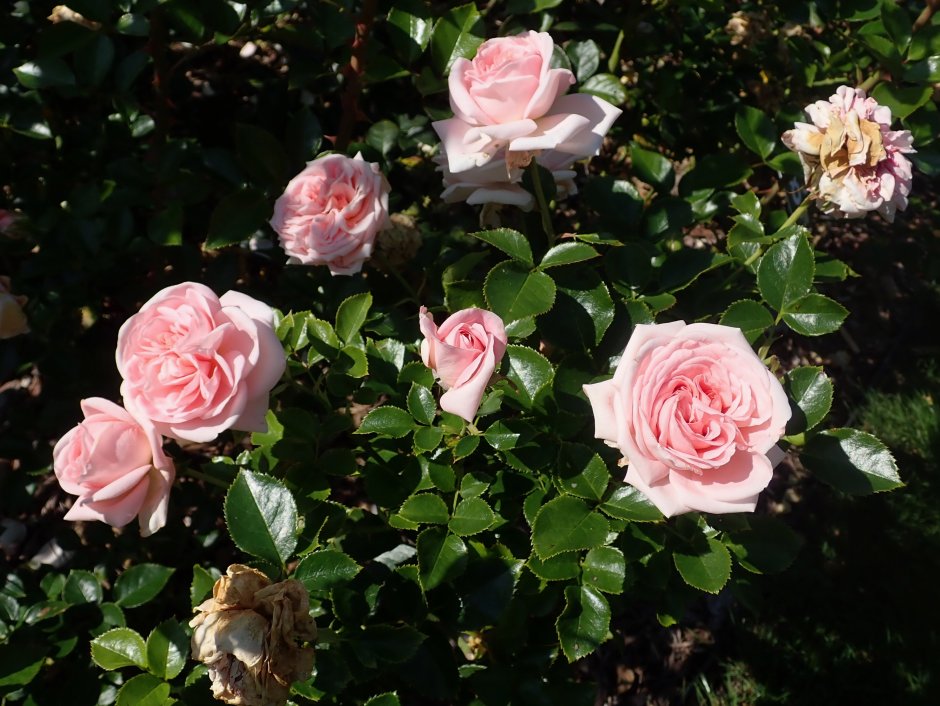Роза la Fontaine aux Perles