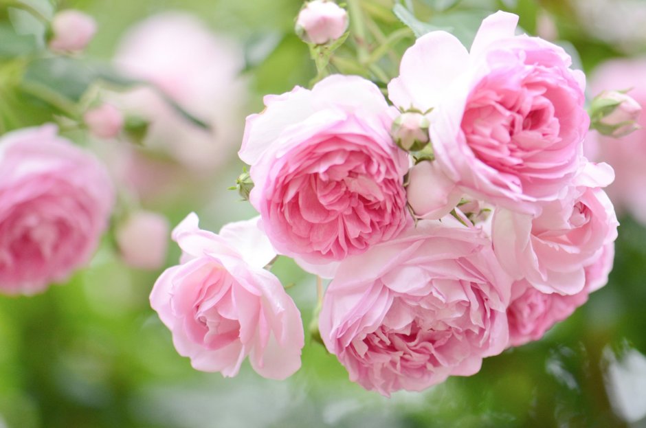 Плетистая роза пионовидная нежно розовая
