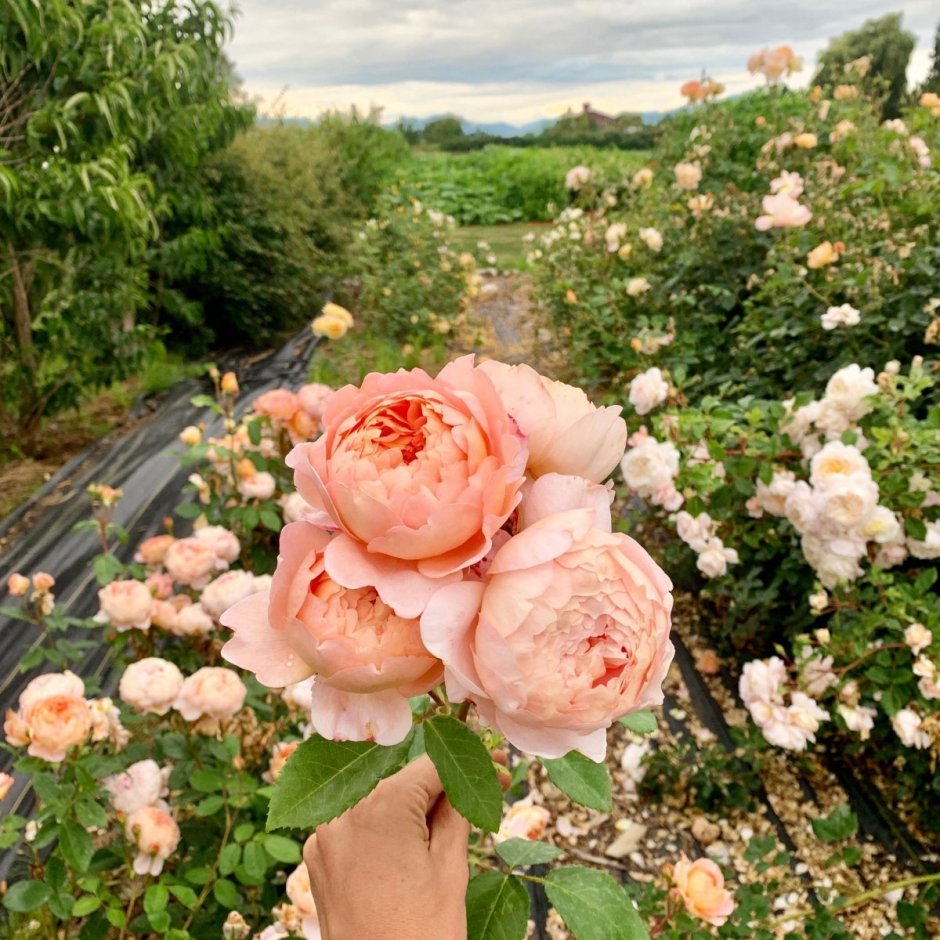 Пионовидная роза Джейн Остин