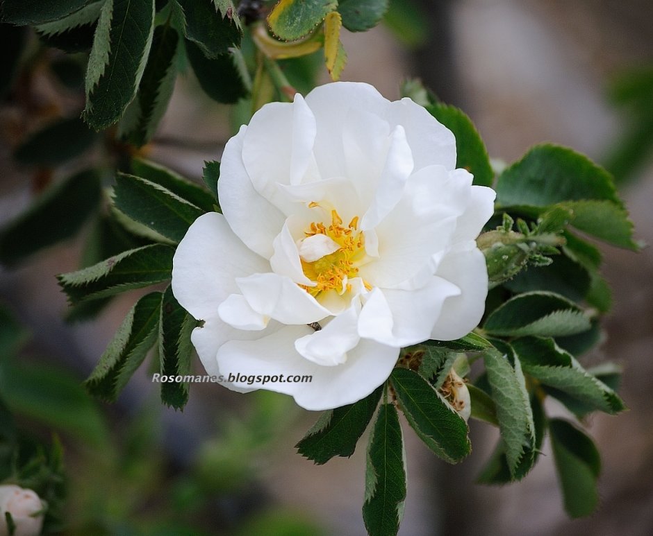 Роза Alba Semi-Plena