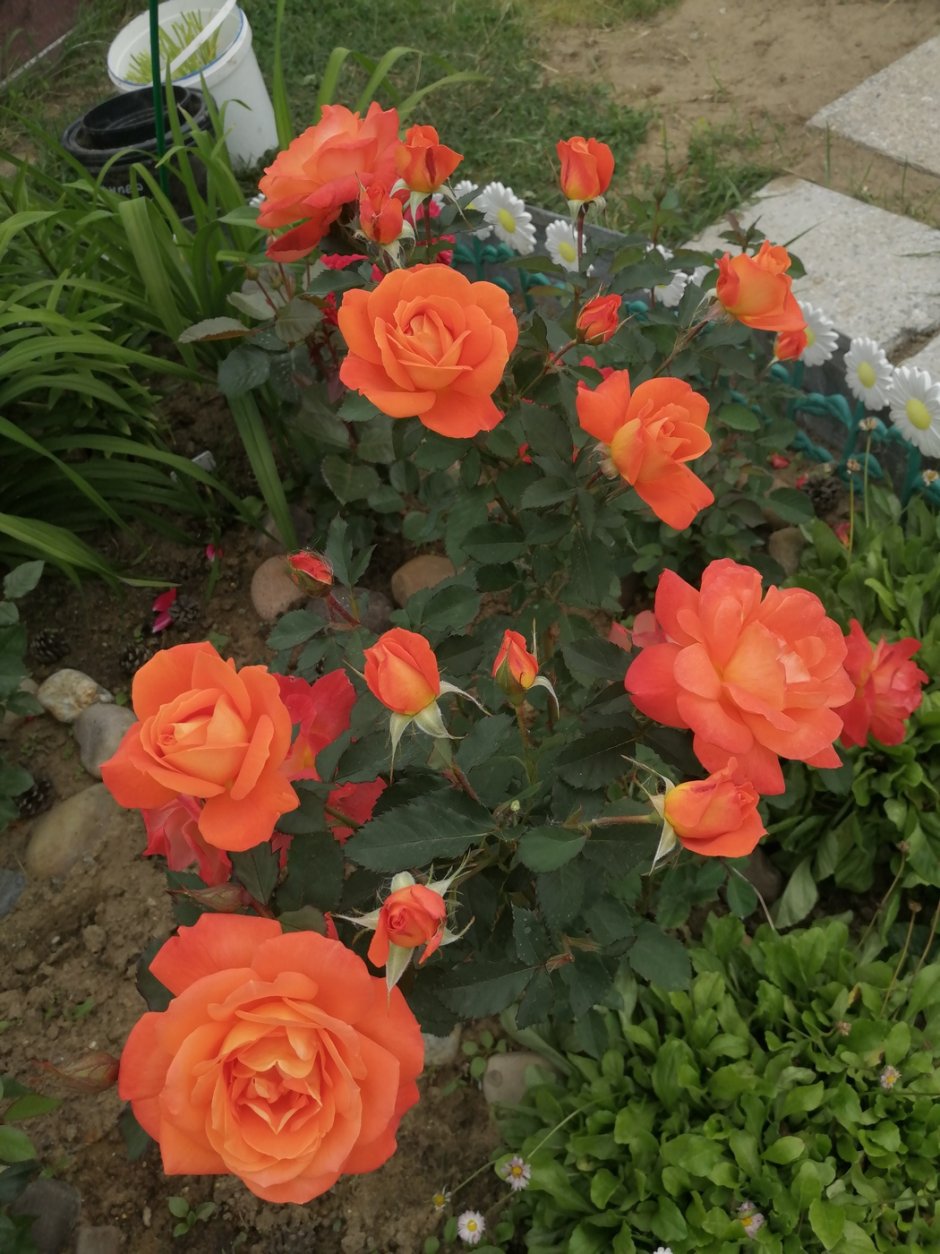 Роза флорибунда super Trouper
