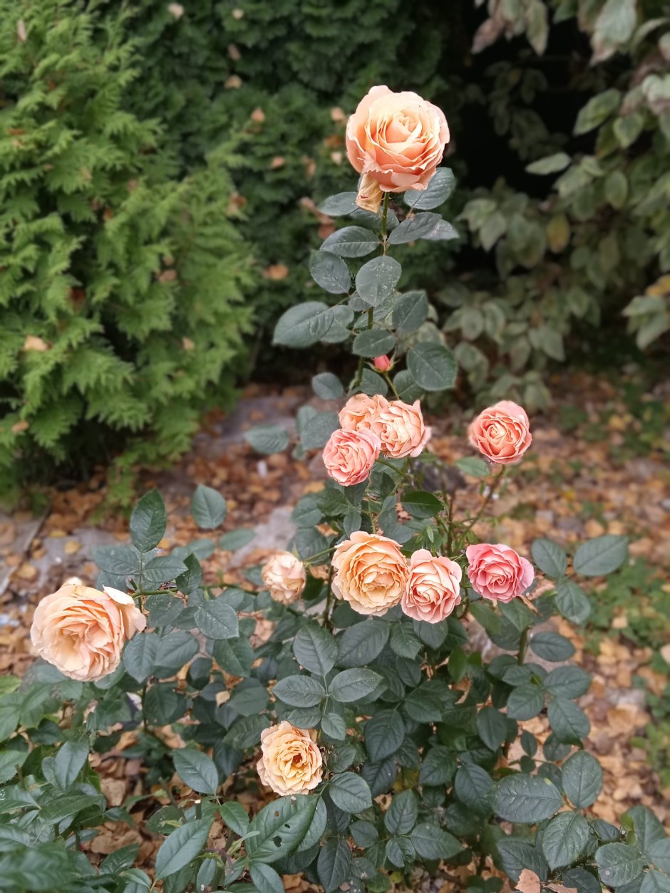 Роза кустовая Роял парк