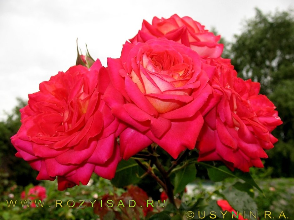 Роза Мидсаммер первое цветение