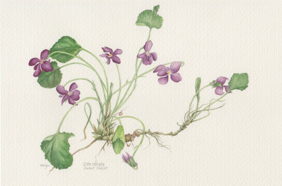 Viola odorata Ботанический рисунок
