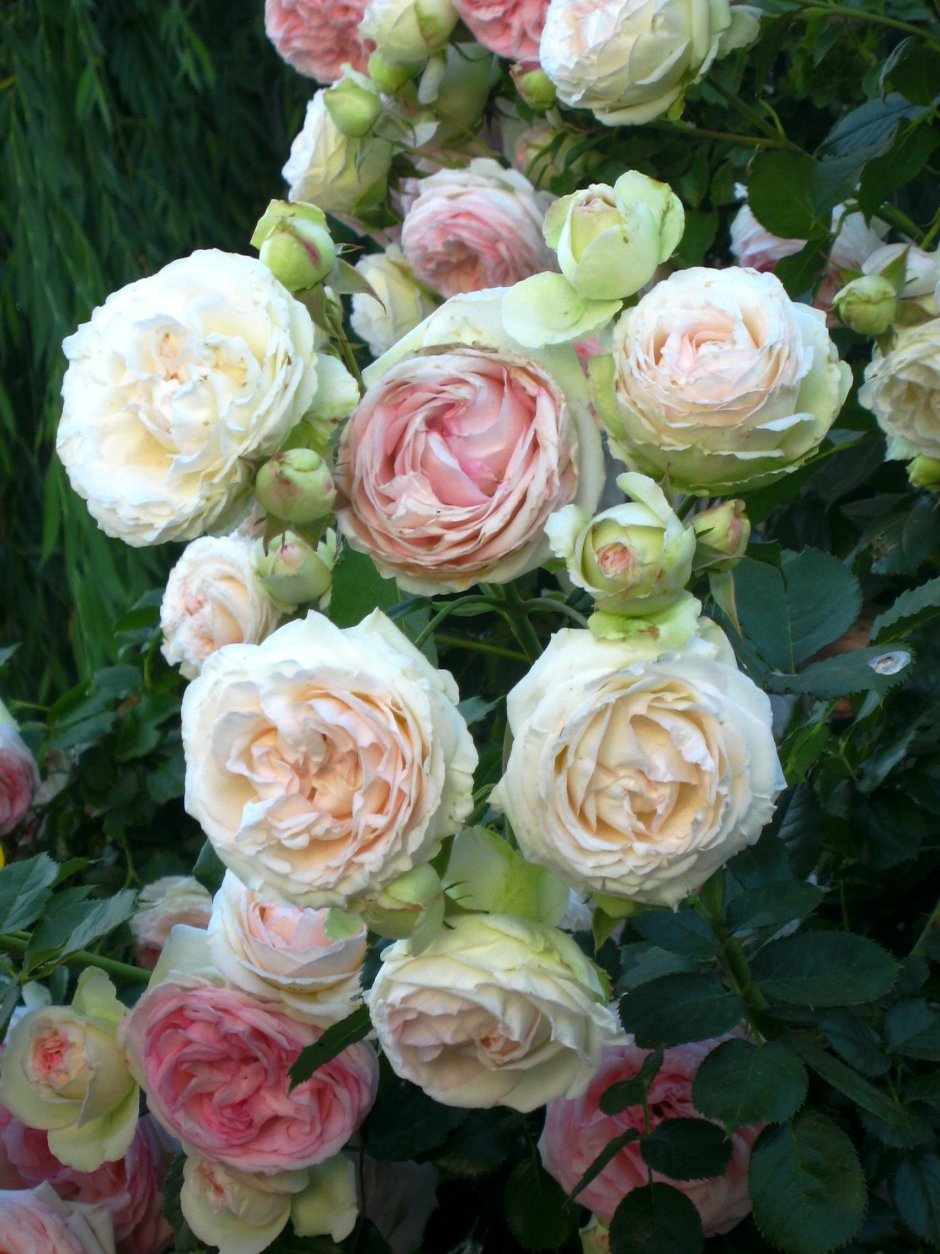 Роза Эден Роуз 85