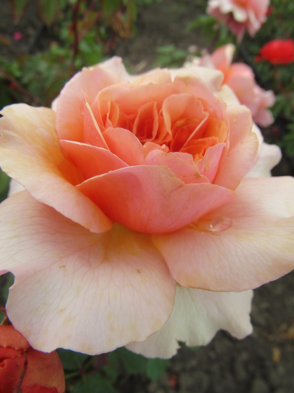 Роза роза Версайни