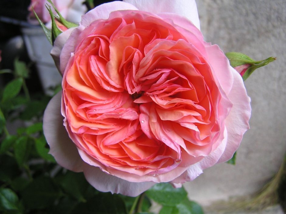 Sourire du Havre роза