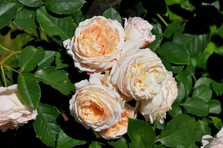 Парковая роза Шарль де Нерво