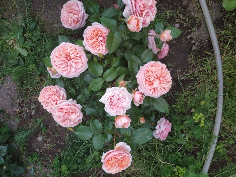 Роза чипендейл