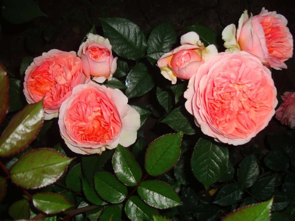 Сорт розы Чиппендейл