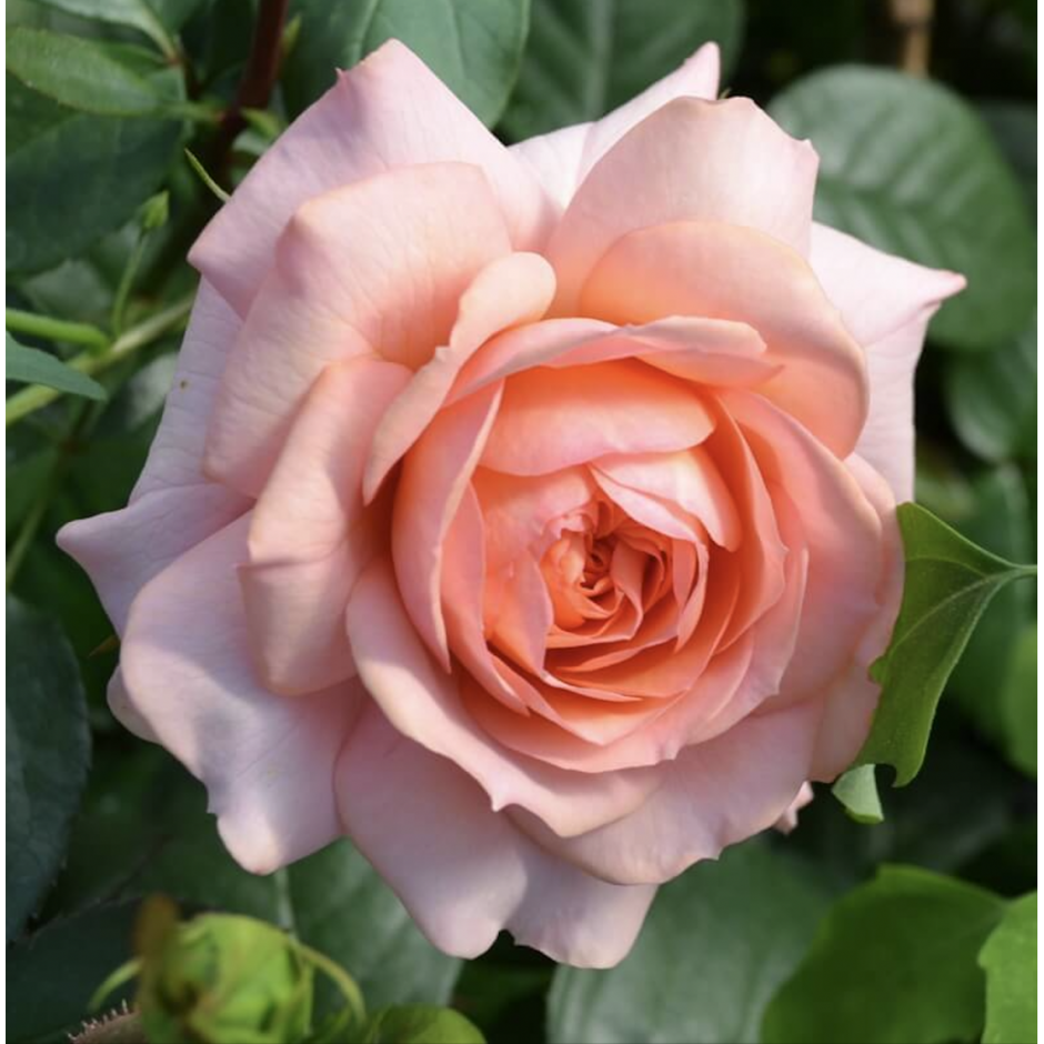 Роза Сирокко энциклопедия роз