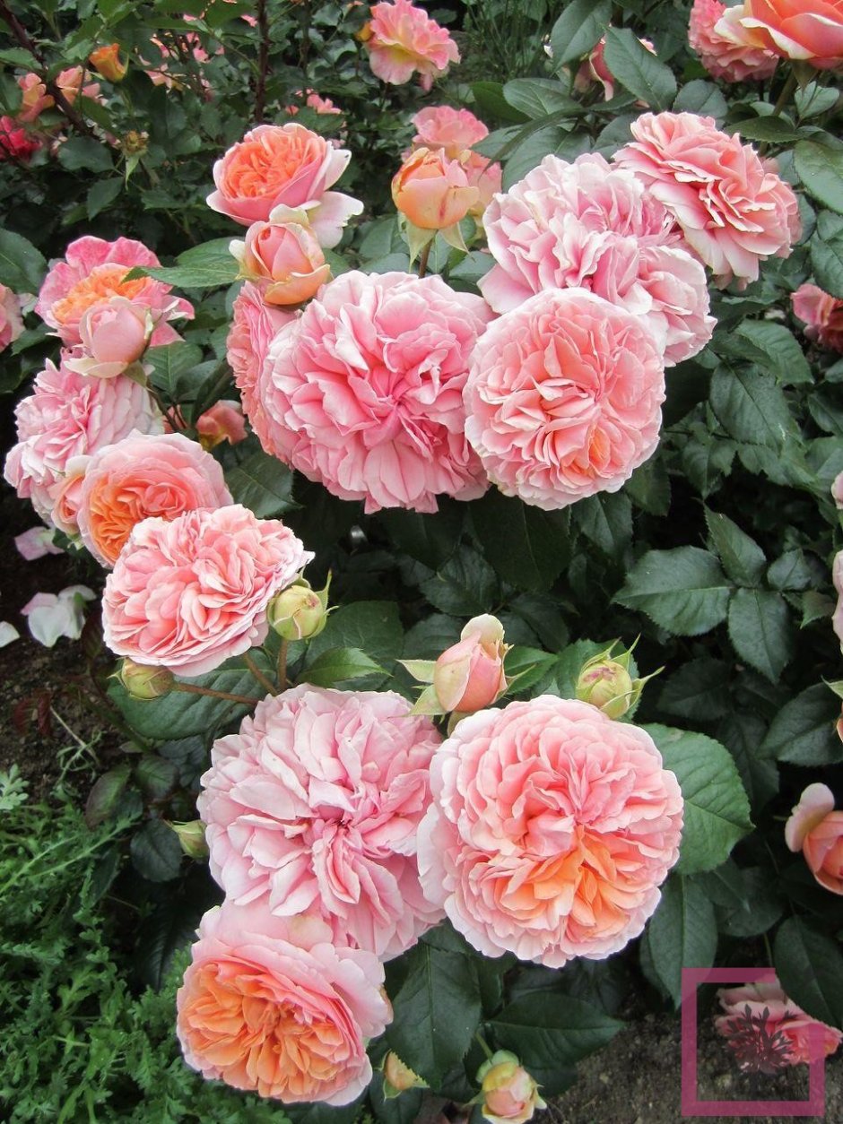 Chippendale (Чиппендейл) розы чайно-гибридные