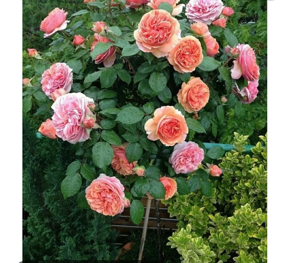 Чиппендейл Chippendale роза