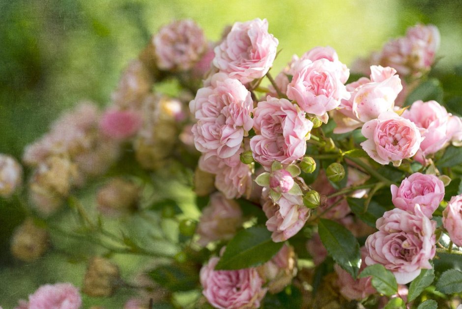 Роза кустарниковая розовая