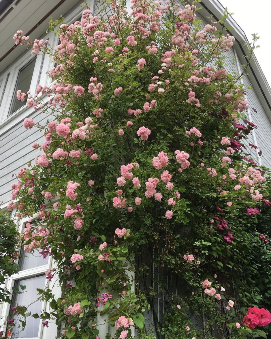 Rosenholm роза