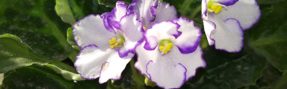 Фиалка Эльфийский цветок