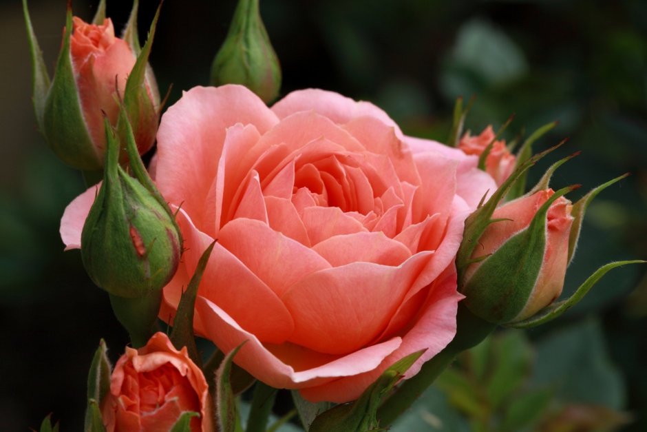 Роза розенхолм