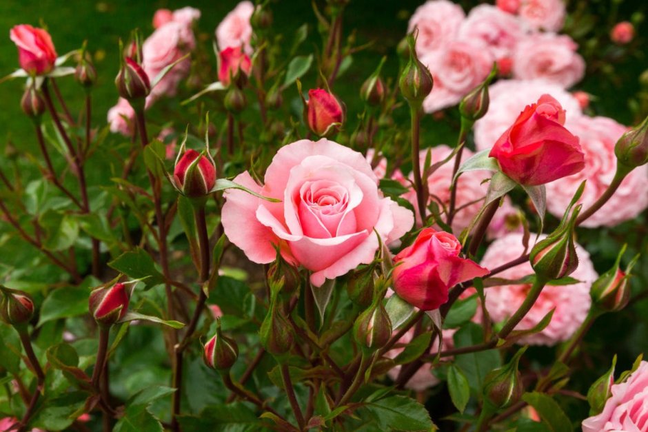 Роза кустовая розовая Садовая