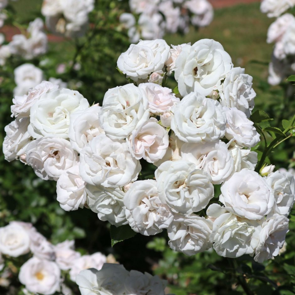 Aspirin-Rose роза Тантау