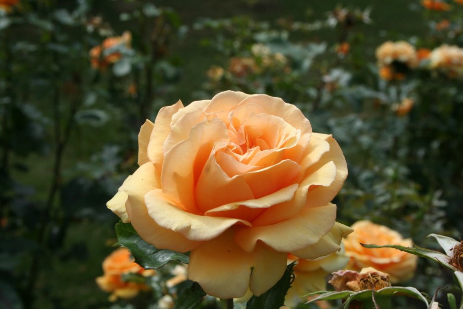Леди Хиллингтон роза