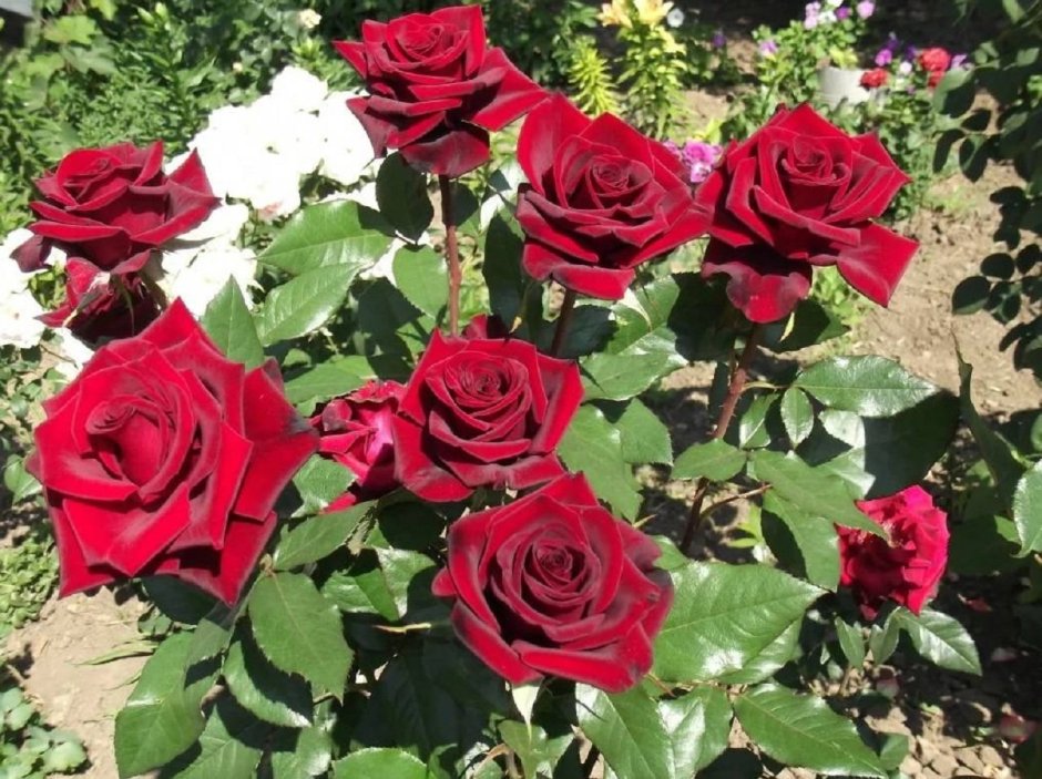 Роза чайно-гибридная эксплорер красная