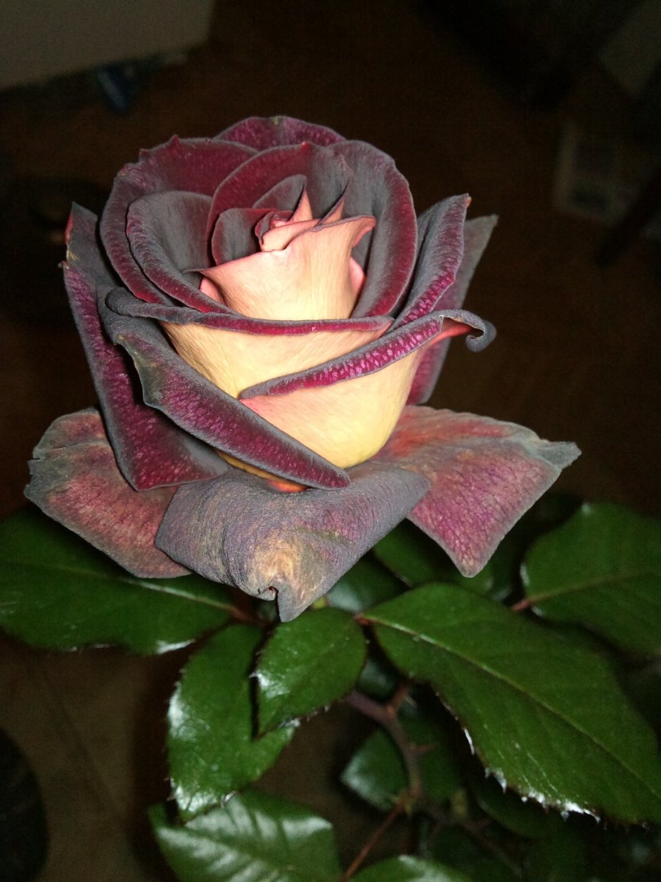 Сорт розы Эдди Митчелл