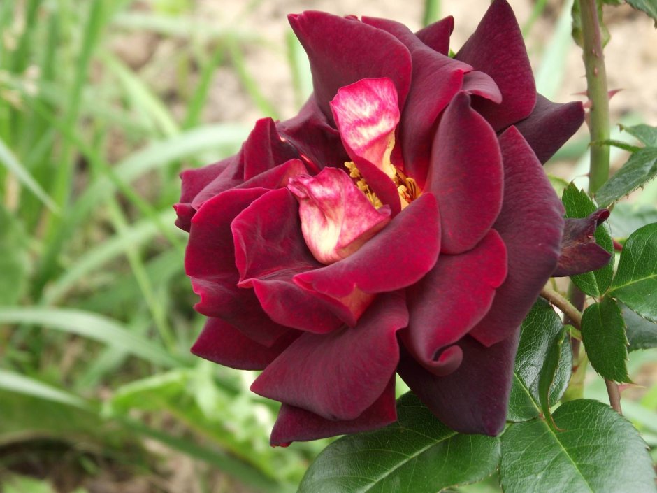 Роза чайно гибридная темно бордовая Эдди Митчелл