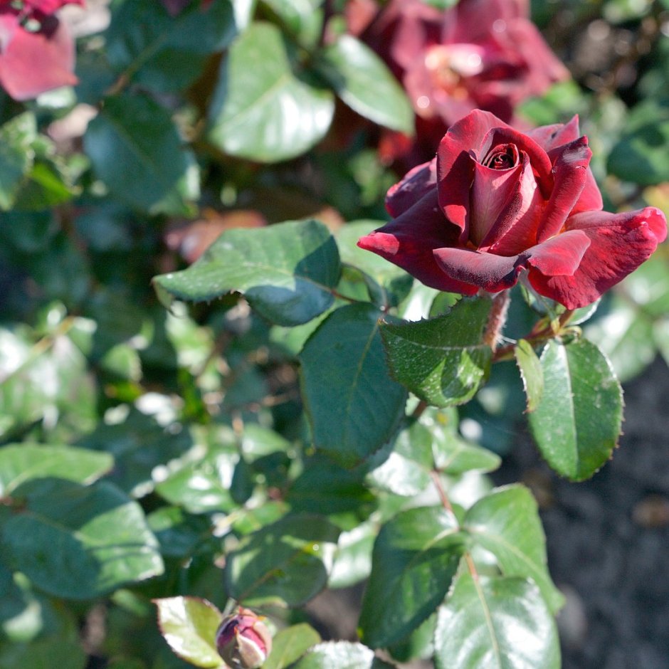 Полиантовая роза Эдди Митчелл