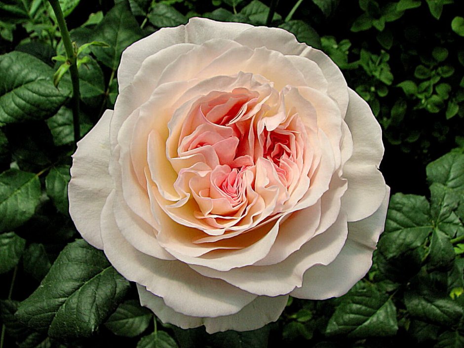 Роза шраб Кейра