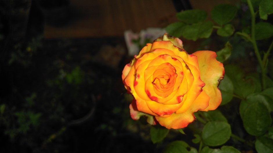 High Yellow Magic роза