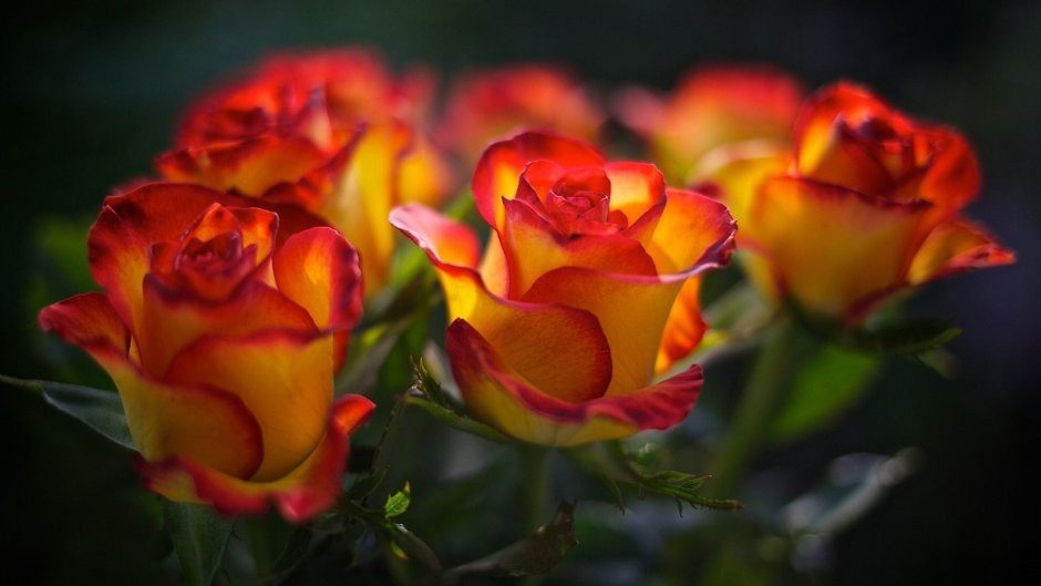 Оранжевые розы с красной каймой