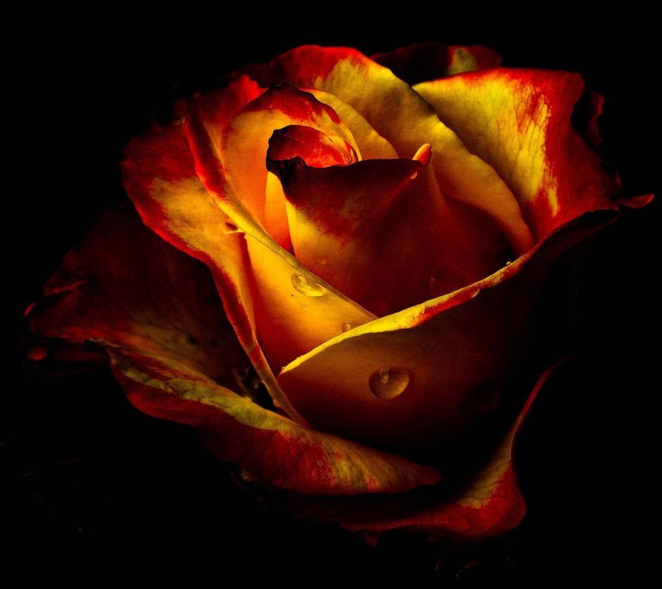 Роза жёлтая с красной каймой