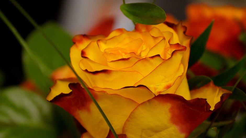Роза двухцветная желто оранжевая