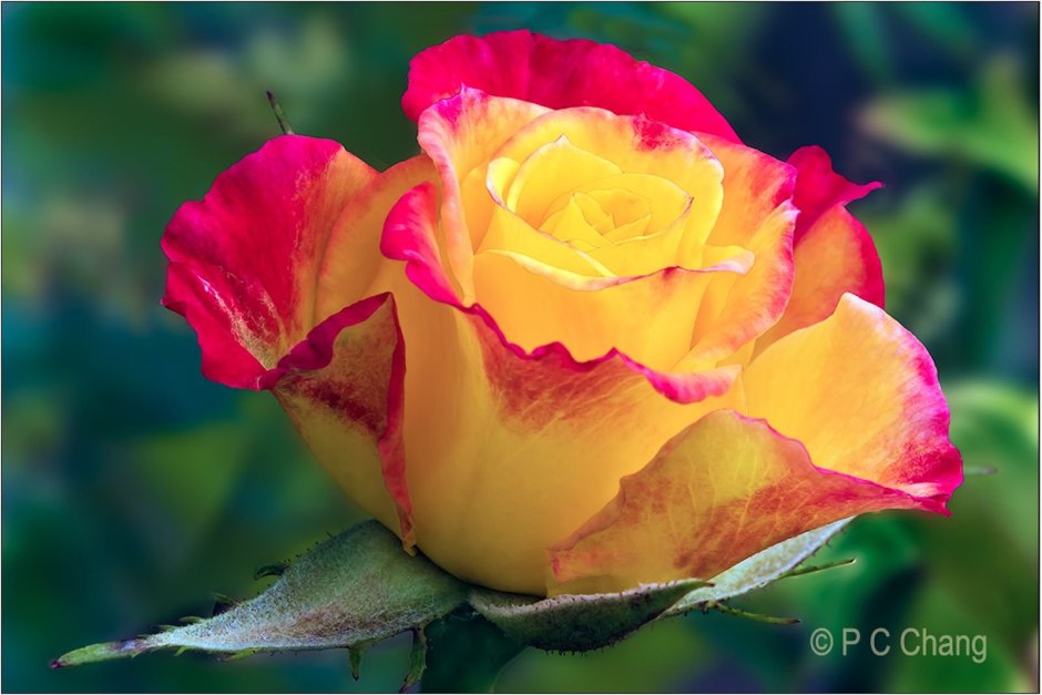 Чайно гибридная роза желтая с красной каймой