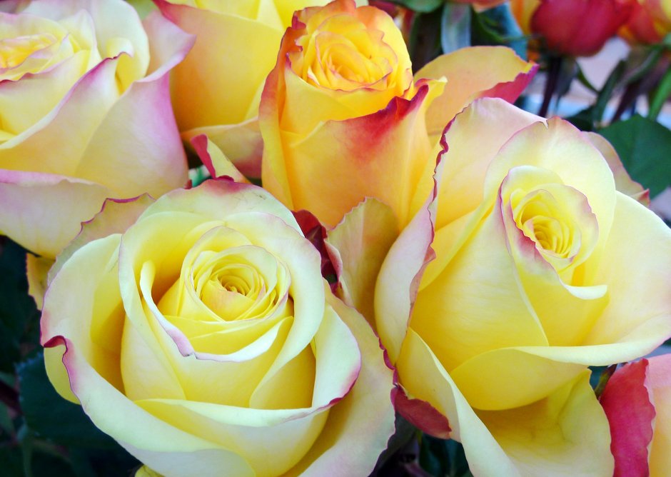 Роза Yellow Queen флорибунда